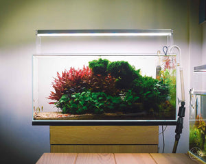 Led Lighting for Community Tank Harmony: Ultimate Guide to Vibrant Aquariums
